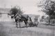 ALOPS01 FEYS Leon Joseph en paard.jpg